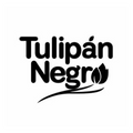 Tulipan Negr
